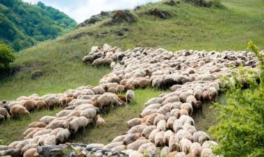 Azad olunmuş ərazilərdəki yaylaqlara köçlə bağlı qeydiyyat
