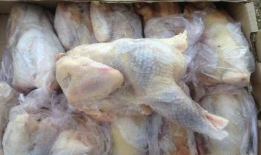 Belarusdan gələn  toyuqda salmonella aşkar edilib