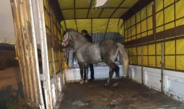 İstanbulda at əti basqını