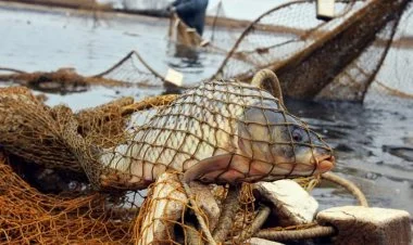 Bu gündən balıq ovu qadağan edilir