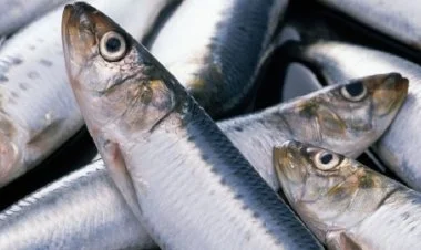 Baltik siyənəkləri nəsli kəsilmək təhlükəsi ilə üz-üzədir