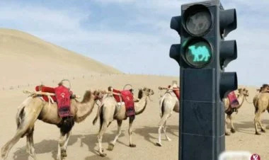 Çin səhrasında dəvələr üçün svetoforlar quraşdırılıb