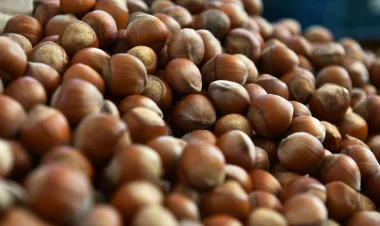 Azərbaycan Çinə fındıq ixrac etməyə hazırlaşır
