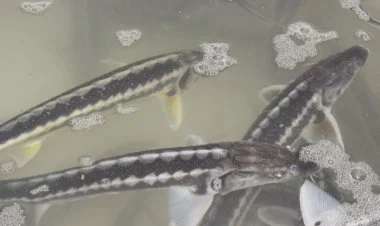 Xəzər dənizinə 50 min nərə balığı buraxılıb FOTO