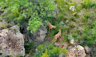 Zəngilanda dağlarda görünən iribuynuzlu dağ keçiləri VİDEO