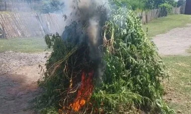 Füzulidə ermənilərin əkdiyi çətənə plantasiyası məhv edilib