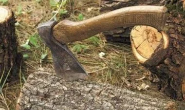 198 ədəd ağac və kolun qanunsuz kəsilməsi aşkar olunub