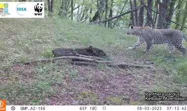 Qarabağ və Kəlbəcərdə bəbir müşahidə olunub