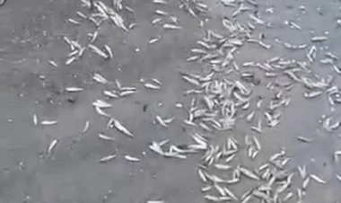 Hövsan kəndinin sahilində kütləvi şəkildə balıq tələf olub