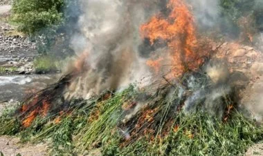 Naxçıvanda 40 tona yaxın çətənə bitkisi məhv edilib