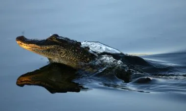 Avstraliyada uşağı öldürən timsah güllələnib