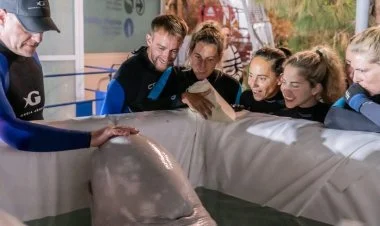 Azərbaycan şirkəti Ukraynada 2 balinanı xilas etdi