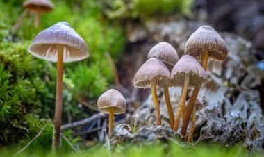 Depressiyadan qurtulmağın yolu