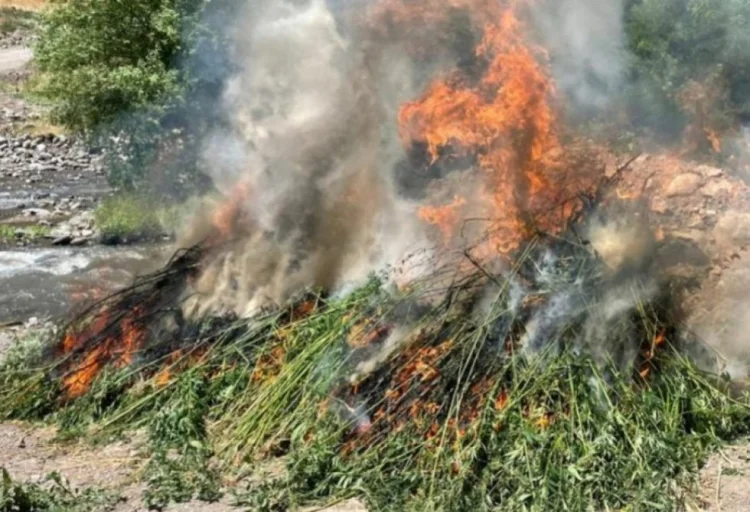 Naxçıvanda 40 tona yaxın çətənə bitkisi məhv edilib