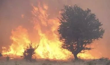 Türkiyədə meşə yanğınları davam edir
