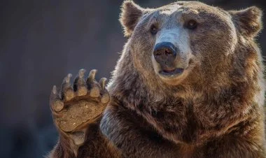 Göygöldə ayı kəndə hücum edib