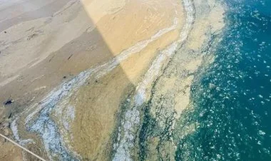 Adriatik dənizinin sahilləri selik təbəqəsi ilə örtülüb