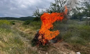 Ağdamda 1 tondan artıq yabanı çətənə bitkisi yandırılıb
