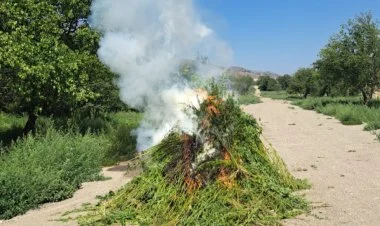 Laçında 1 tondan artıq çətənə bitkisi yandırılıb