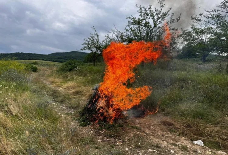 Zəngilanda 1 ton yabanı çətənə bitkisi məhv edilib