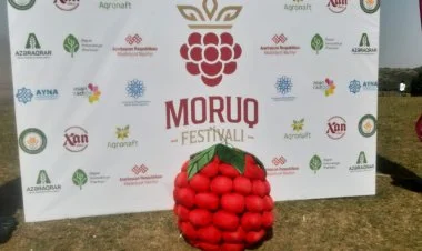 Göygöldə Moruq festivalı keçirilir