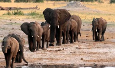 Zimbabve hökuməti 200 filin məhvinə göstəriş verib