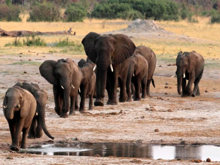 Zimbabve hökuməti 200 filin məhvinə göstəriş verib