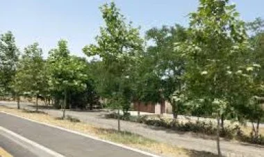 Cəbrayıl və Füzulidə yeni yaşıllıq sahələri salınacaq