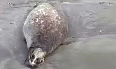 Xəzər dənizinin Qazaxıstan sahillərində ölü suitilər tapılıb