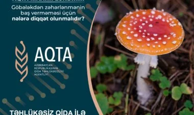 Göbələkdən zəhərlənmənin baş verməməsi üçün...