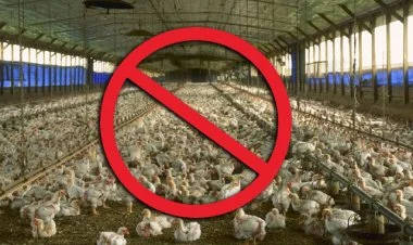 Avropanın bəzi ölkələrindən quş ixracına qadağa qoyulub