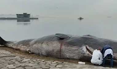 Bulvarda peyda olan balina hardan "üzüb gəlib"? FOTO