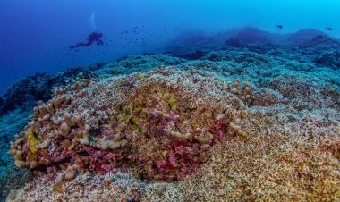 Dünyanın ən böyük mərcanı aşkar edilib