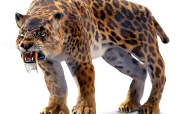 35 min il yaşı olan qılınc dişli pələng balası tapılıb FOTO