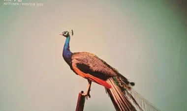 “Pavone” jurnalı yapon oxucuları Şuşa ilə tanış edib