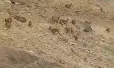 Laçında dağ keçisi sürüsü görünüb