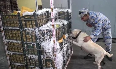 İrandan Rusiyaya aparılan alma yükündə narkotik aşkarlanıb