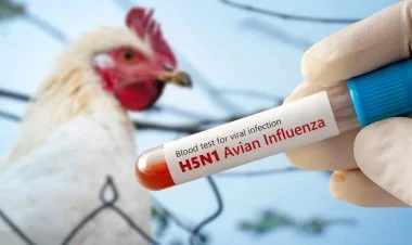 ABŞ-da H5N1 quş qripindən ilk ölüm qeydə alınıb