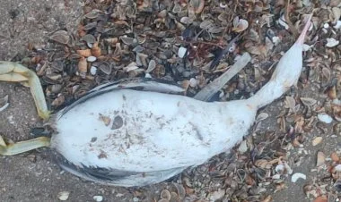 Bilgəh sahilində kütləvi suiti və quş meyiti aşkar edilib