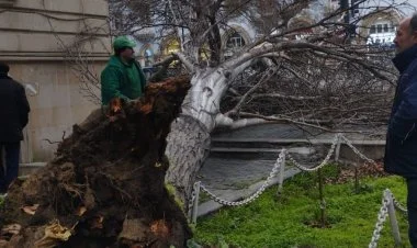 Bakıda güclü külək 35-ə yaxın ağac və budaq qırıb FOTO