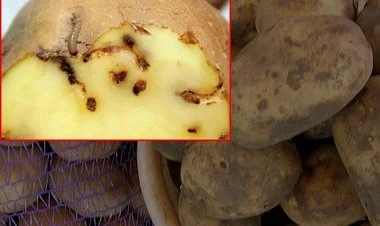 İrandan gətirilən kartof partiyası yararsız elan edilib