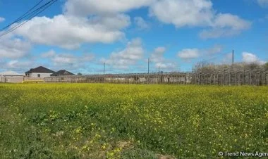 Ağalıda torpaqlar icarə haqqı olmadan istifadəyə veriləcək