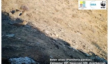 Zəngəzur Milli Parkında beş bəbir görünüb