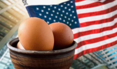 Azərbaycan ABŞ-a yumurta satacaq