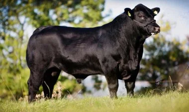 Uruqvay ilk dəfə Azərbaycana iribuynuzlu heyvan ixrac edib