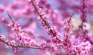 Aprel ayında hava necə olacaq?