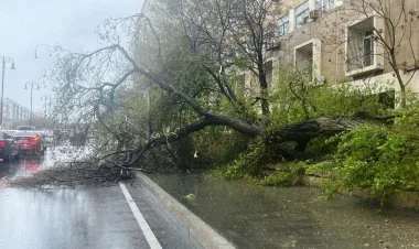 Bakıda güclü külək nəticəsində 34 ağac aşıb
