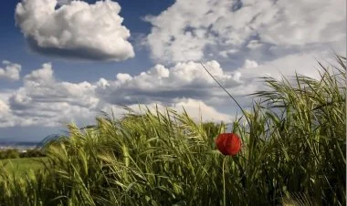 Sabah yağış yağmayacaq, külək zəifləyəcək