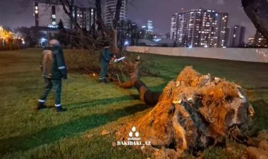 Güclü külək nəticəsində Bakıda 368 ağac sınıb