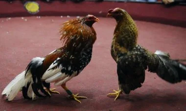 Ekvadorda xoruz döyüşü zamanı 12 nəfər güllələnib